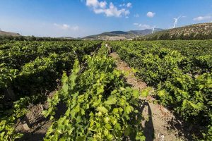 Read more about the article Antioche Vineyards