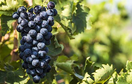 Organic Pinot Noir Grape 15 Seeds-The best know of all the grapes and the most widely grown in the US Very easy to grow and simple to keep