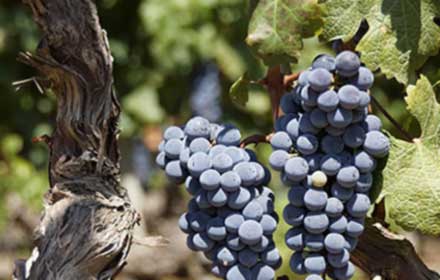 Boğazkere Grape - Wine Grapes
