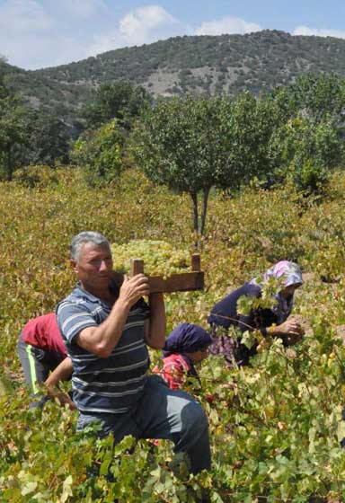Grape Harvest In Turkey