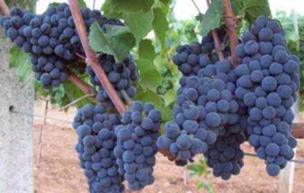 Kalecik Karası Grape - Wine Grapes