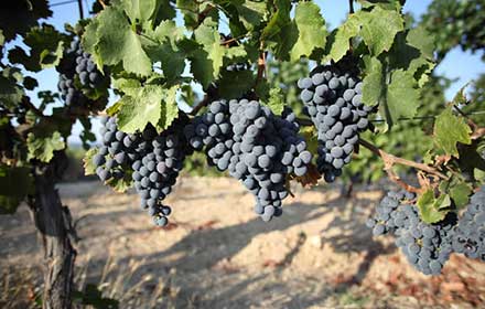 Karasakız Grape - Wine Grapes
