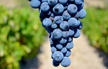 Papazkarası Grape - Wine Grapes