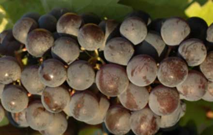 Kuntra grape